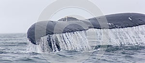 Fragment of humpback whale fluke with water running off.