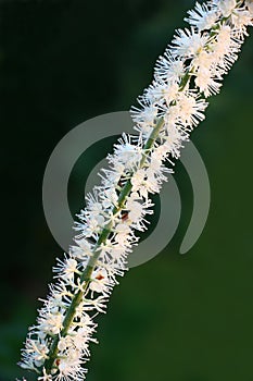 Fragment of an inflorescence of a cimicifuga racemosa.