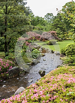 Fragment of a Japanese garden with stream, pink flowers and acer trees with red leaves.