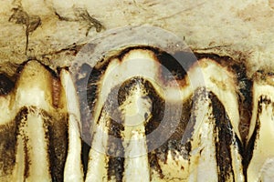 A fragment of jawbone with incisors background