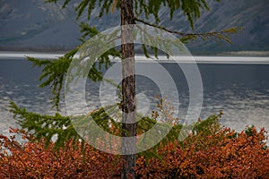 A fragment of a larch in the background of the lake