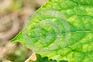 fragment of large leaf of plant beginning to turn yellow, on surface of leaf there are few drops of water after rain