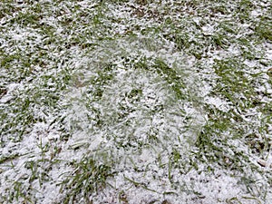 Fragment of lawn with sparse grass covered with snow, background