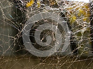 Shapeless spider web photo