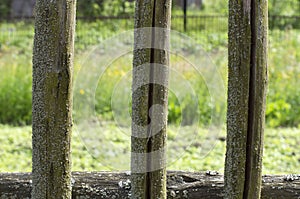 Fragment of moss-covered wooden fences of the three pegs