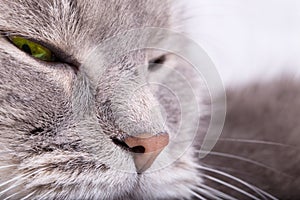 Fragment of a muzzle of a gray cat with the blinked eyes photo