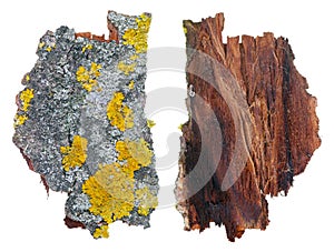 Fragment of natural european forest gray and yellow moss and lichen plant on aspen tree bark. Isolated