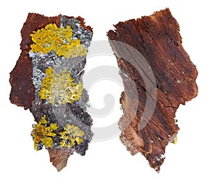 Fragment of natural european forest gray and yellow moss and lichen plant on linden tree bark. Isolated
