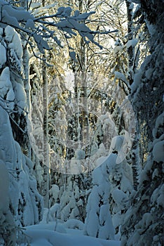 Day in the winter forest