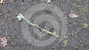 Fragment of oak branch with lichen at one end.