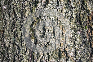 A fragment of old bark, furrowed by cracks.