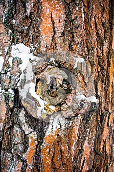 A fragment of old bark, furrowed by cracks.