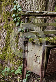 Fragment of old cemetery  with ivy