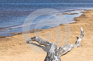 A fragment of an old crooked tree on the bank of the river.