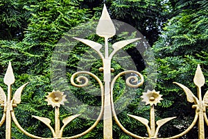 Fragment of old forged fence covered with golden paint against background of bright green arborvitae. Art forging, floral pattern