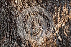 A fragment of the old tree `s bark texture photo