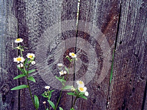 Fragment of an old wooden fence and flowers