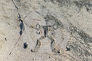 Fragment Of Onega Petroglyphs On The Granite Coast