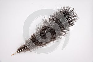 Fragment of an ostrich feather. black feather. black and white background. black ostrich feather