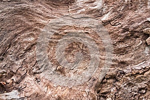 A fragment of an overturned tree deprived of bark.