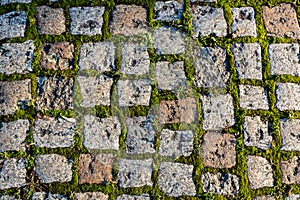 Fragment of pedestrian cobblestone pavement with green moss in old european town. Stone texture background