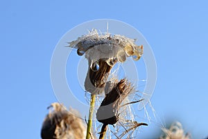 A fragment of a plant against a blue sky completely covered with dew drops.