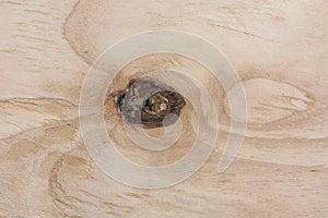 A fragment of plywood close up with knot.