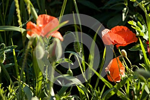 A fragment of a poppy field in the harsh midday light.