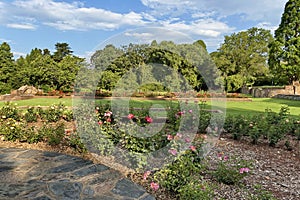 Fragment of rosarium in Botanical Garden