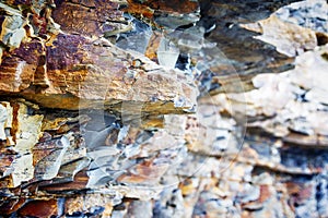 Fragment of sedimentary rock
