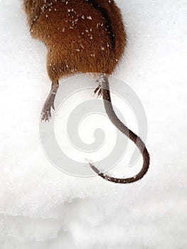 Fragment of a small vole mouse, hind legs and tail top view. In the winter on the snow