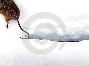 Fragment of a small vole mouse, hind legs and tail top view. In the winter on the snow