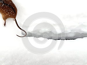 Fragment of a small vole mouse, hind legs and tail top view. In the winter on the snow