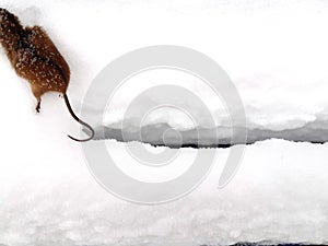 Fragment of a small vole mouse, hind legs and tail top view. In the winter on the snow