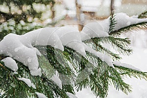 Fragment of a snow-covered branch of a Christmas tree in the forest. Christmas and New Year concept