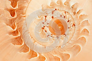 Fragment of a spiral of a large pink seashell