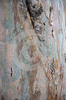 Fragment of tree bark