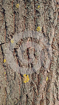 Tree bark texture with mold and moss