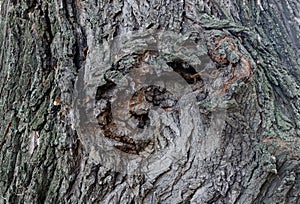 Fragment tree bark texture close up