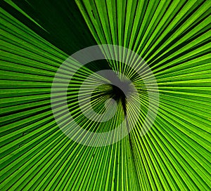 Fragment of a tropical palm leaf close-up. Indonesia. Sulawesi