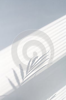Fragment of tropical palm leaves with jalousie shadows on vertical white concrete wall abstract blurred tropical background.