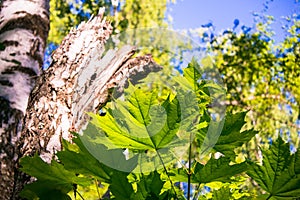 A fragment of the trunk of an old broken birch tree framed by maple leaves