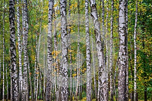 Fragment of the trunks of Birch Grove in autumn