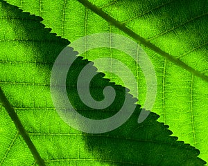 Fragment of two green leaves with veins overlapping close-up on the lumen