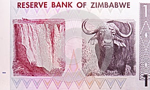 Fragment: Victoria Falls or Mosi-oa-Tunya the Smoke that Thunders on Zambezi River; African buffalo a.k.a. Cape buffalo