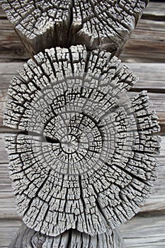 A fragment of the wall of the log house. Chapped ends of old logs. Natural wood, rough texture