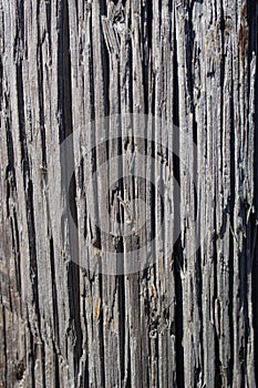 A fragment of the wall of the log house. Chapped ends of old logs. Natural wood, rough texture