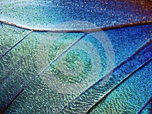 A fragment of a wing of the Blue morpho butterfly, high magnification.