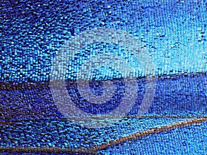 A fragment of a wing of the Blue morpho butterfly, high magnification. photo