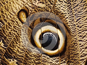 A fragment of a wing of a forest giant owl butterfly with an eye-spot